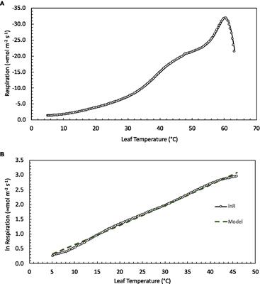 High Leaf Respiration Rates May Limit the Success of White Spruce Saplings Growing in the Kampfzone at the Arctic Treeline